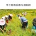 炅昱昆仑雪菊胎菊花茶新疆产天山冰山昆仓雪菊正品