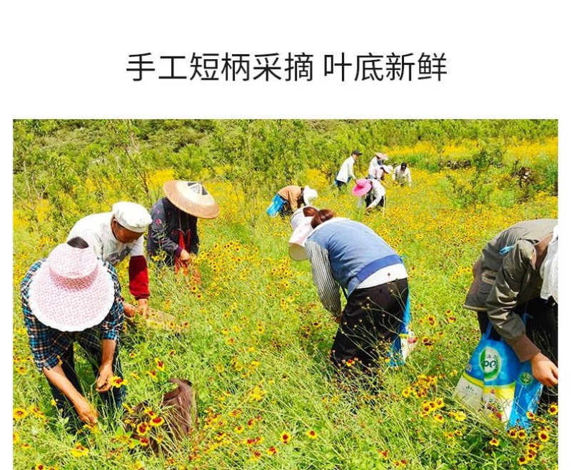 炅昱昆仑雪菊胎菊花茶新疆产天山冰山昆仓雪菊正品