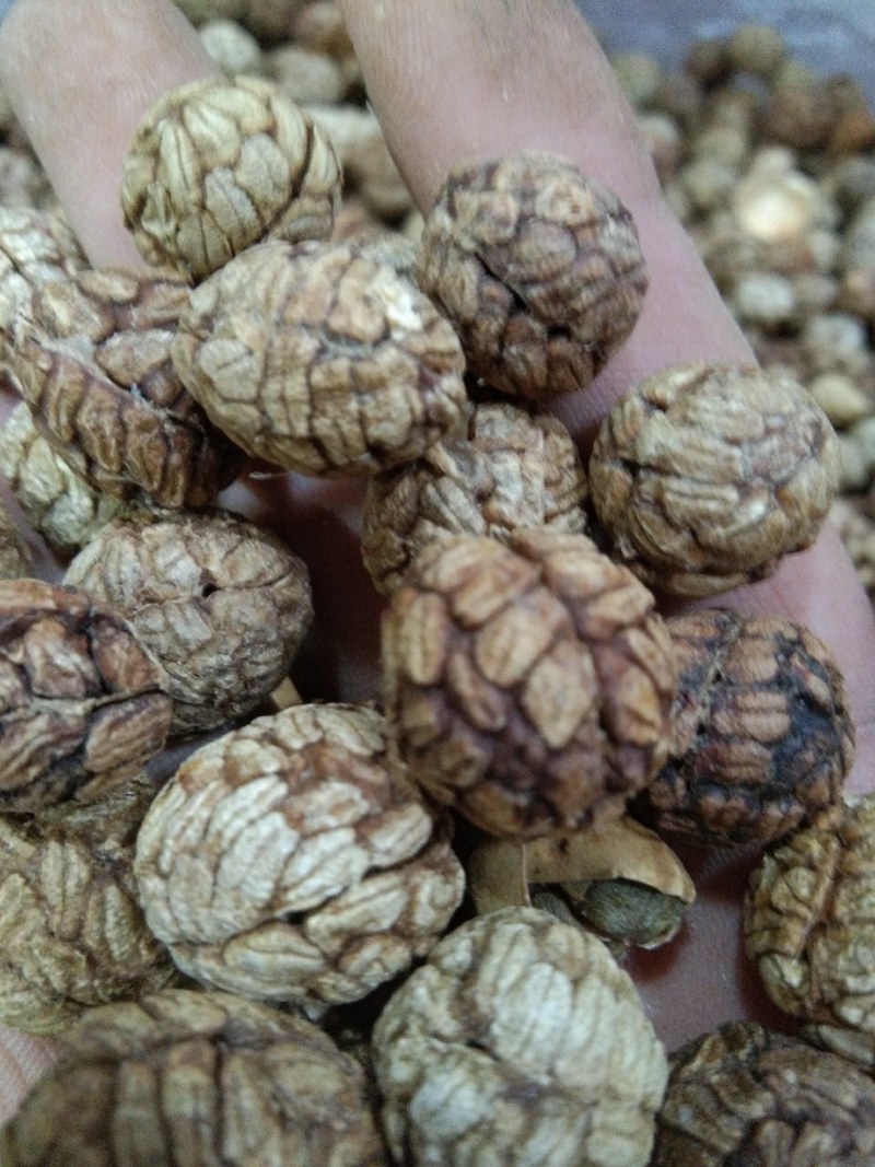 草蔻，草豆蔻，广西草蔻，香料，卤料，火锅底料，批零谦营