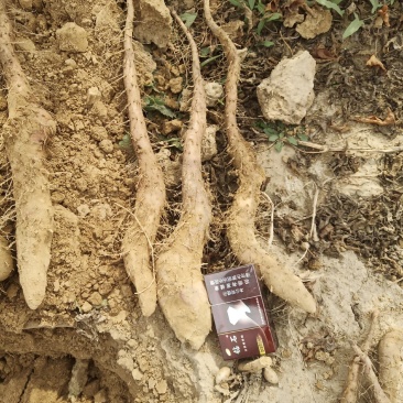 我们基地大量供货白玉豆苗泥地白玉豆苗麻山药豆苗种暑10以