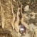 我们基地大量供货白玉豆苗泥地白玉豆苗麻山药豆苗种暑10以