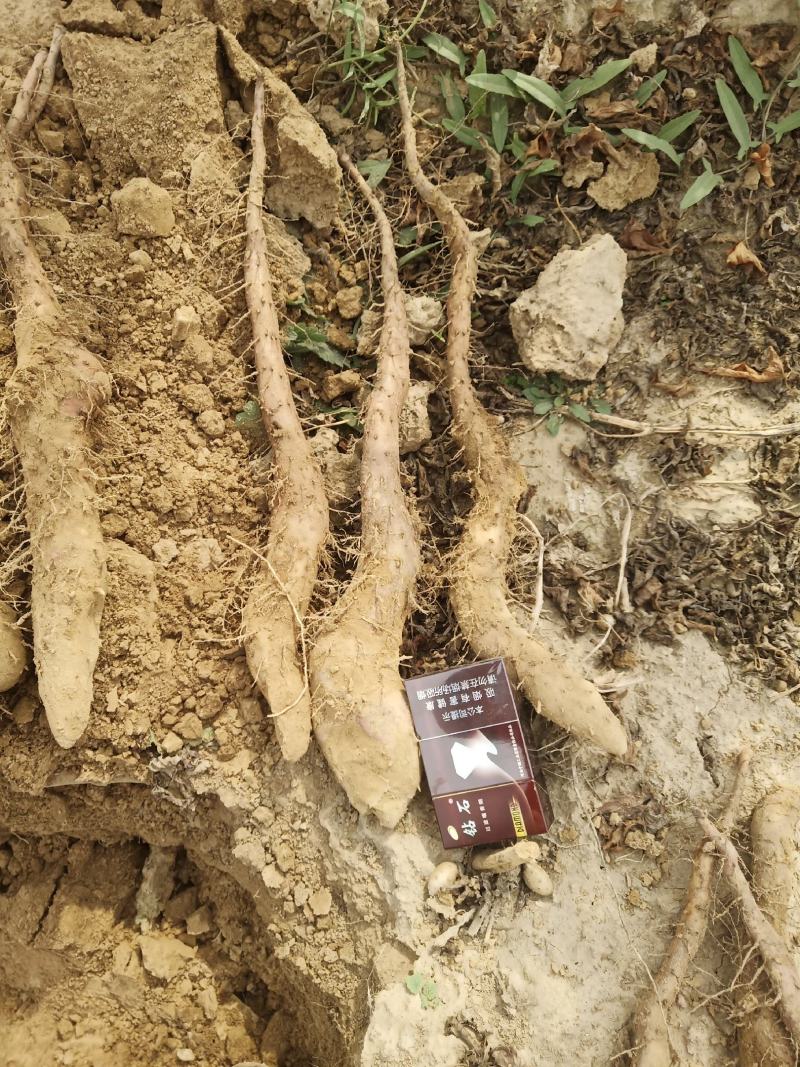 我们基地大量供货白玉豆苗泥地白玉豆苗麻山药豆苗种暑10以