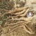 我们基地大量供货白玉豆苗泥地白玉豆苗麻山药豆苗种暑10以