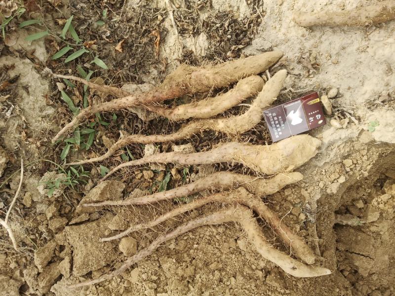 我们基地大量供货白玉豆苗泥地白玉豆苗麻山药豆苗种暑10以
