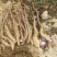 我们基地大量供货白玉豆苗泥地白玉豆苗麻山药豆苗种暑10以