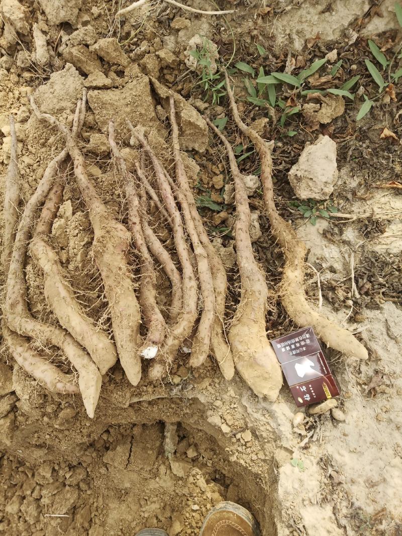 我们基地大量供货白玉豆苗泥地白玉豆苗麻山药豆苗种暑10以
