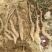 我们基地大量供货白玉豆苗泥地白玉豆苗麻山药豆苗种暑10以