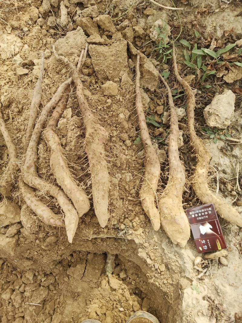 我们基地大量供货白玉豆苗泥地白玉豆苗麻山药豆苗种暑10以