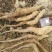 我们基地大量供货白玉豆苗泥地白玉豆苗麻山药豆苗种暑10以