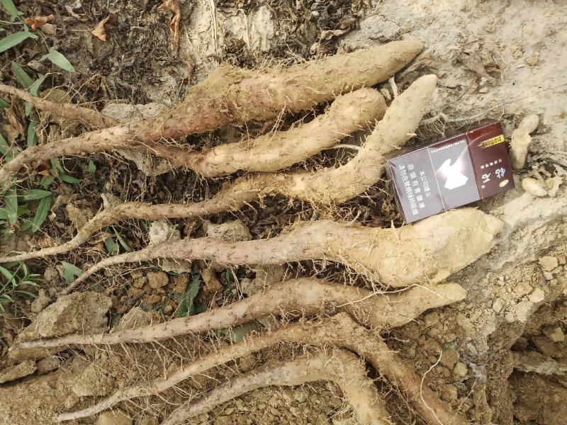 我们基地大量供货白玉豆苗泥地白玉豆苗麻山药豆苗种暑10以