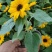 矮向日葵种子食用向日葵花种籽子盆栽观赏四季种开花孑植物室