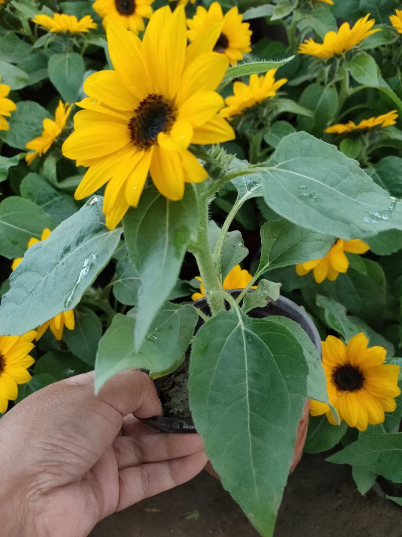 矮向日葵种子食用向日葵花种籽子盆栽观赏四季种开花孑植物室