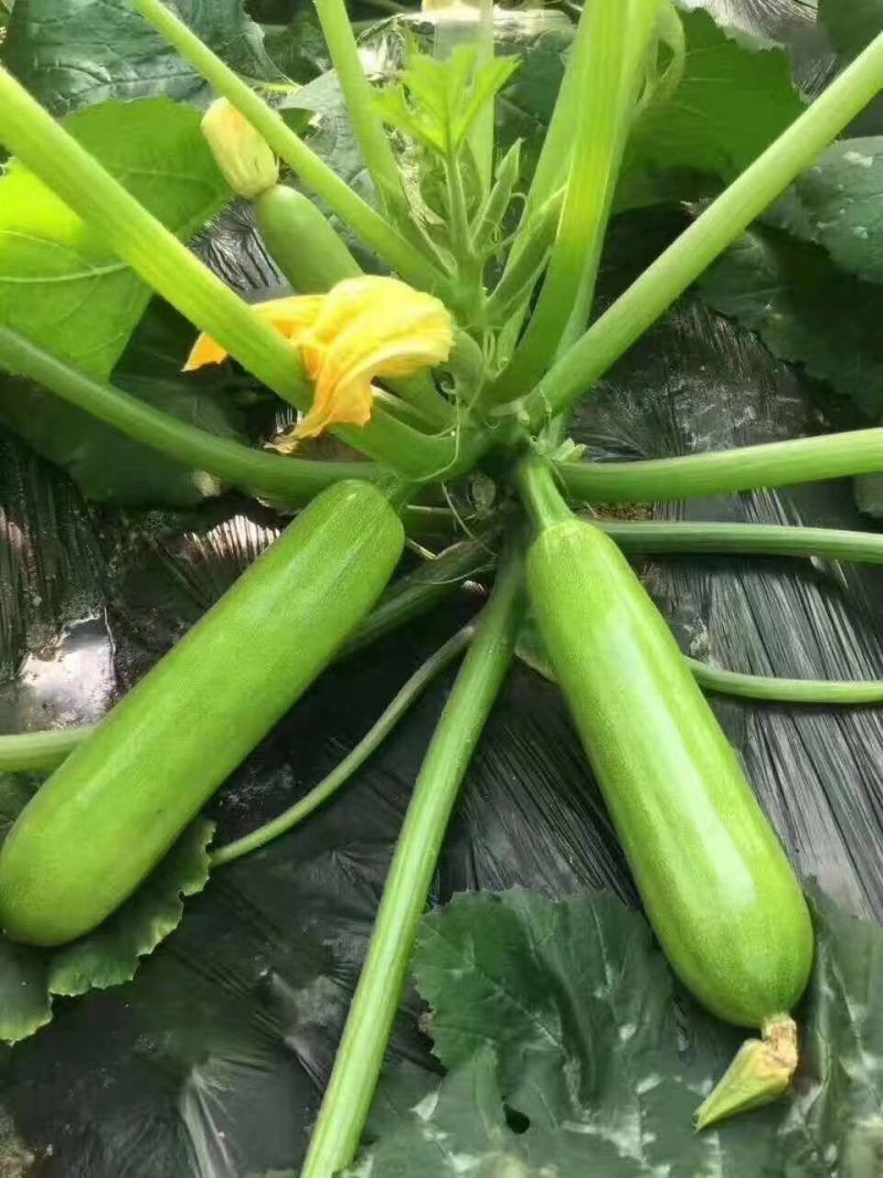 西葫芦苗一一厂家直销货优价廉