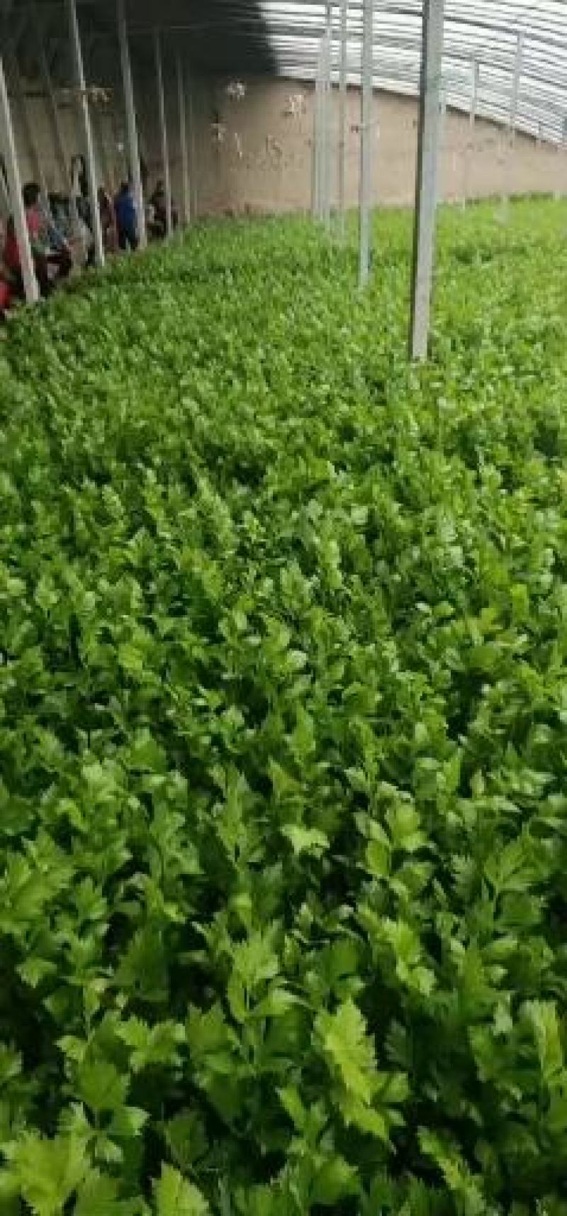 代收各种蔬菜，诚信经营，