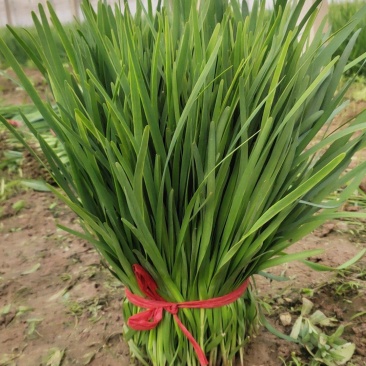 代收各种蔬菜，诚信经营，