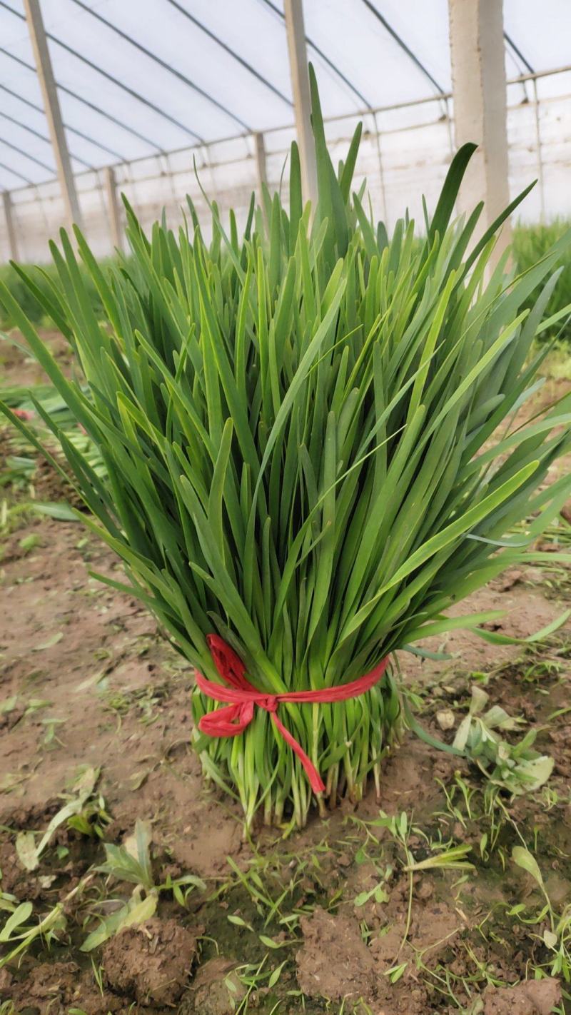 代收各种蔬菜，诚信经营，