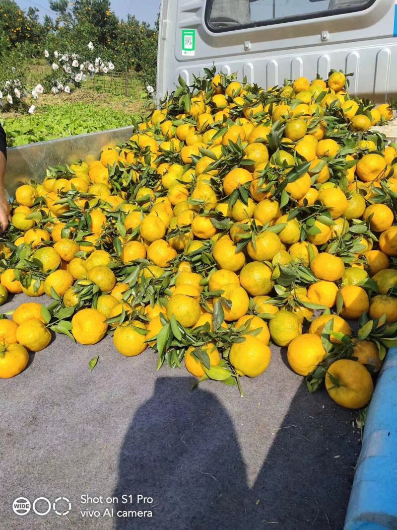 椪柑大量上市欢迎朋友们来订够请连糸我