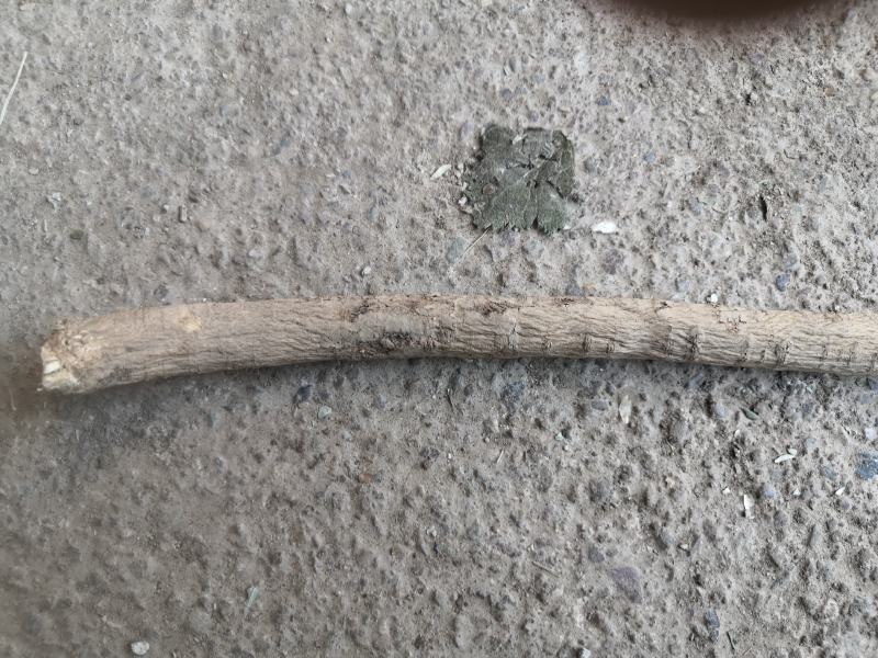 中药材黄芪棒产地直销北芪棒无水洗无硫熏包邮价