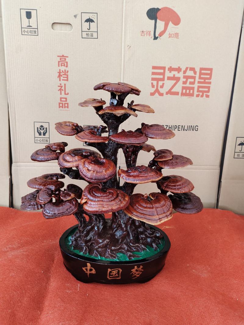 基地直供灵芝盆景，吉祥如意，一手货源，一次合作，终身朋友