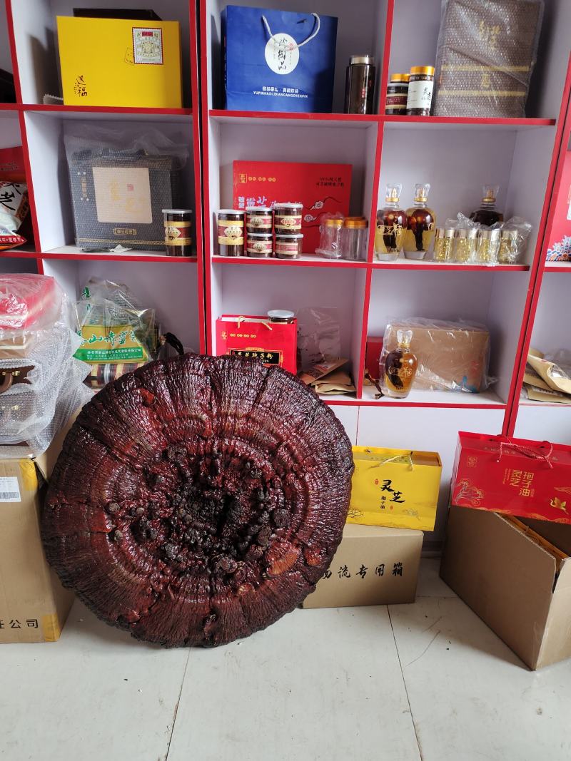 基地直供灵芝盆景，吉祥如意，一手货源，一次合作，终身朋友