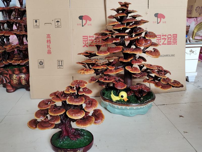 基地直供灵芝盆景，吉祥如意，一手货源，一次合作，终身朋友