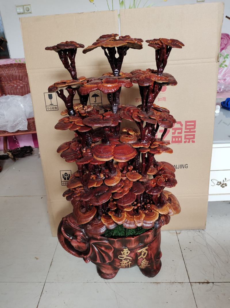 基地直供灵芝盆景，吉祥如意，一手货源，一次合作，终身朋友