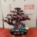 基地直供灵芝盆景，吉祥如意，一手货源，一次合作，终身朋友