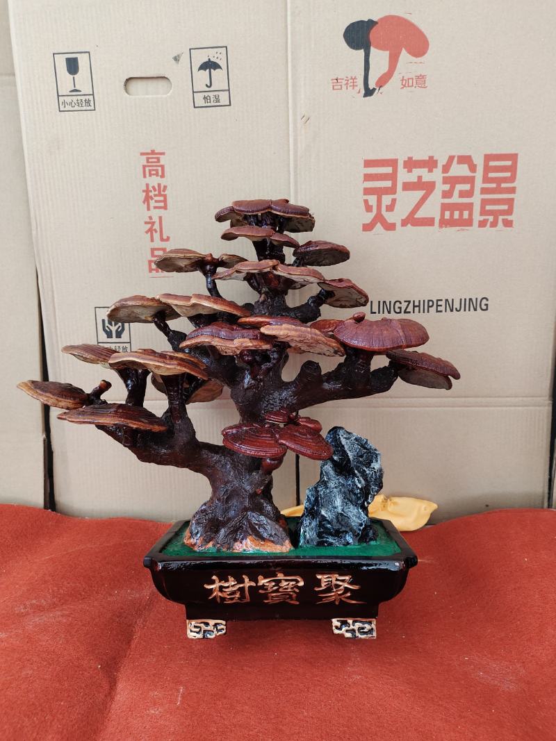基地直供灵芝盆景，吉祥如意，一手货源，一次合作，终身朋友
