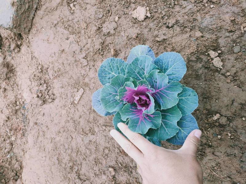 鸽系列羽衣甘蓝冬季耐寒进口品种时令草花花坛组摆欢迎咨询