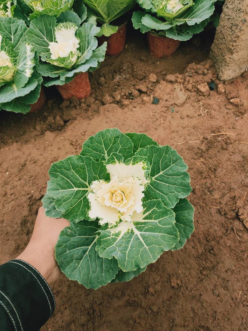 鸽系列羽衣甘蓝冬季耐寒进口品种时令草花花坛组摆欢迎咨询