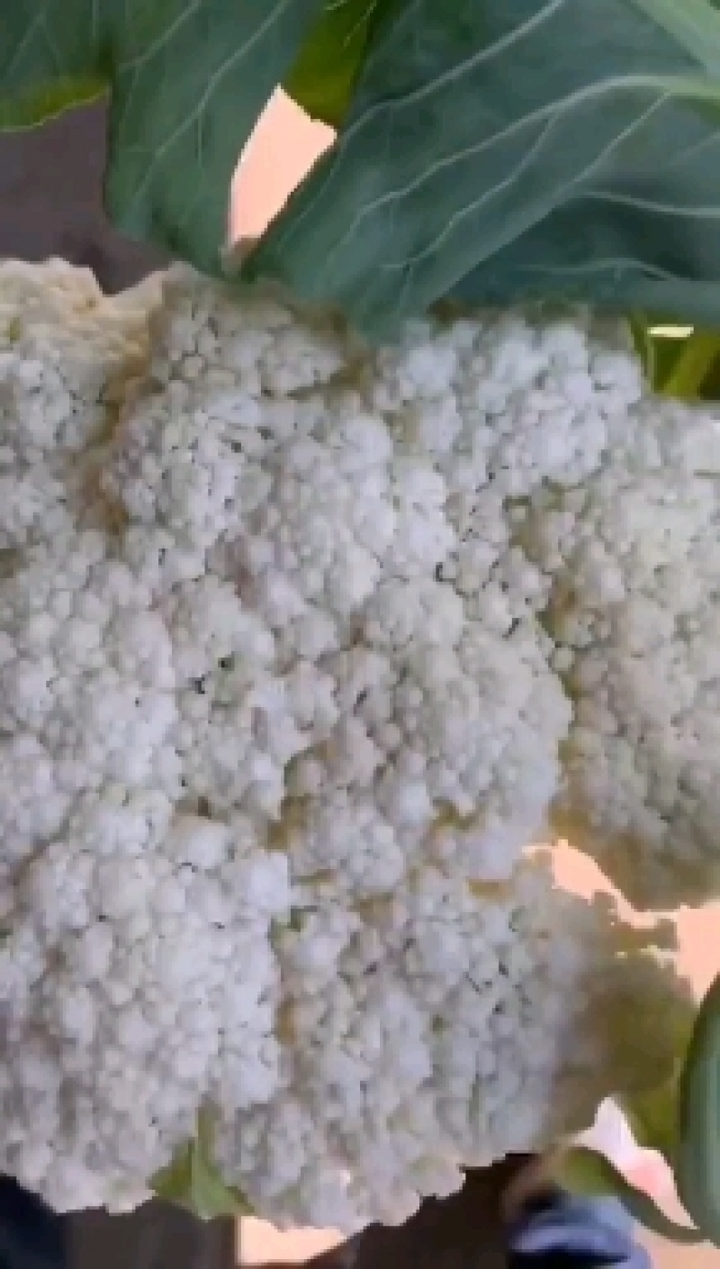 湖北天门蒋湖农场青梗花菜大量上市，精品质量，诚信合作