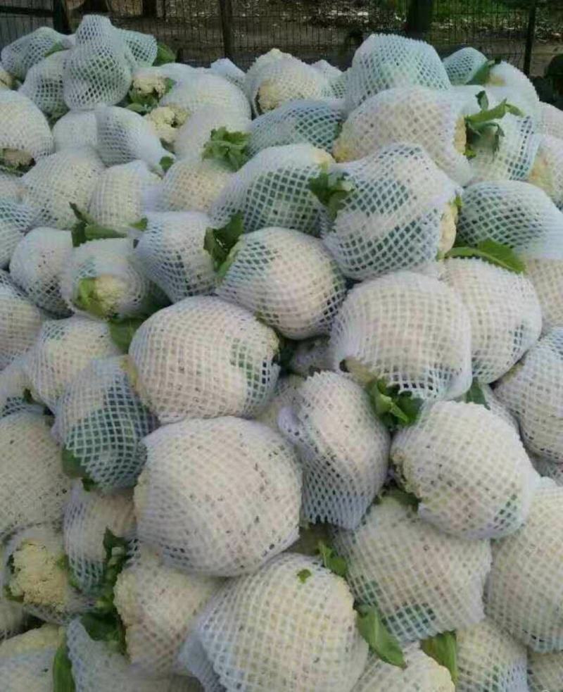 湖北天门蒋湖农场青梗花菜大量上市，精品质量，诚信合作