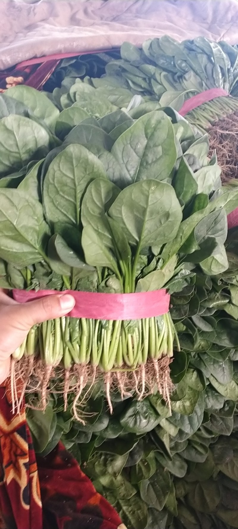 精品菠菜产地直供一手货源全国发货中