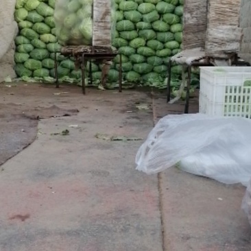 大量出手洋白菜，扁包菜学校公司大量用菜