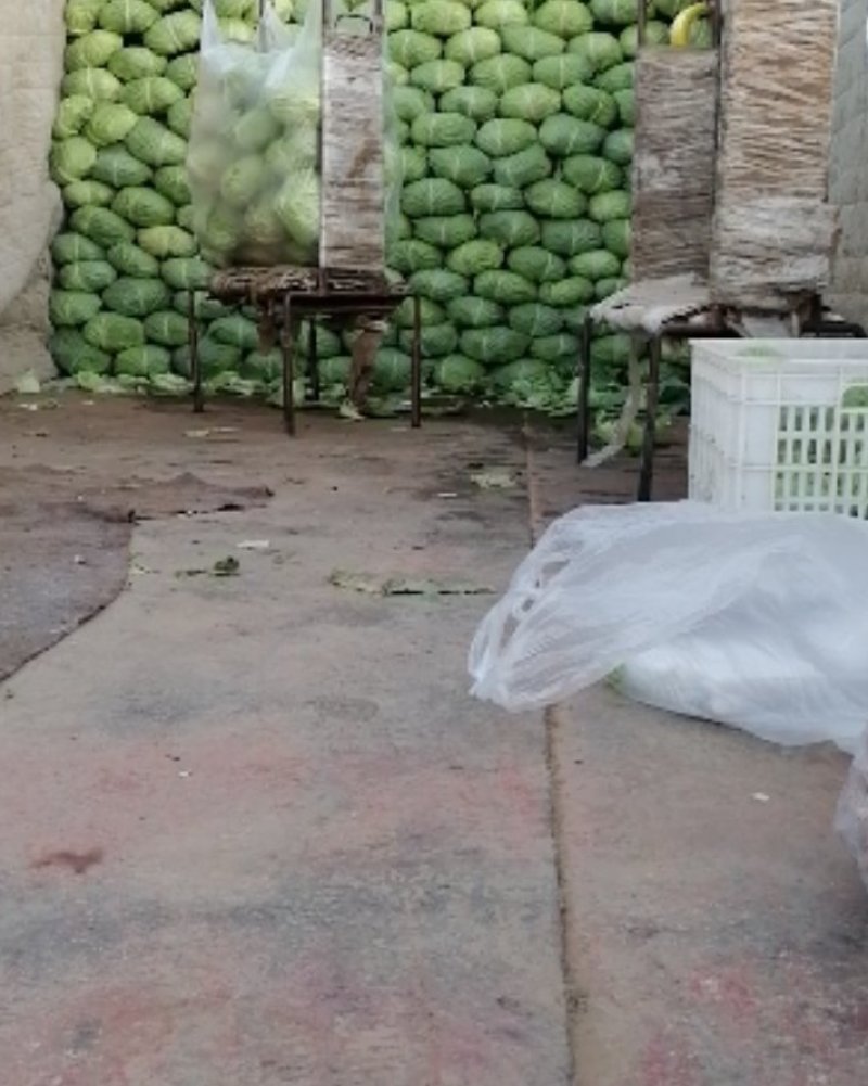 大量出手洋白菜，扁包菜学校公司大量用菜
