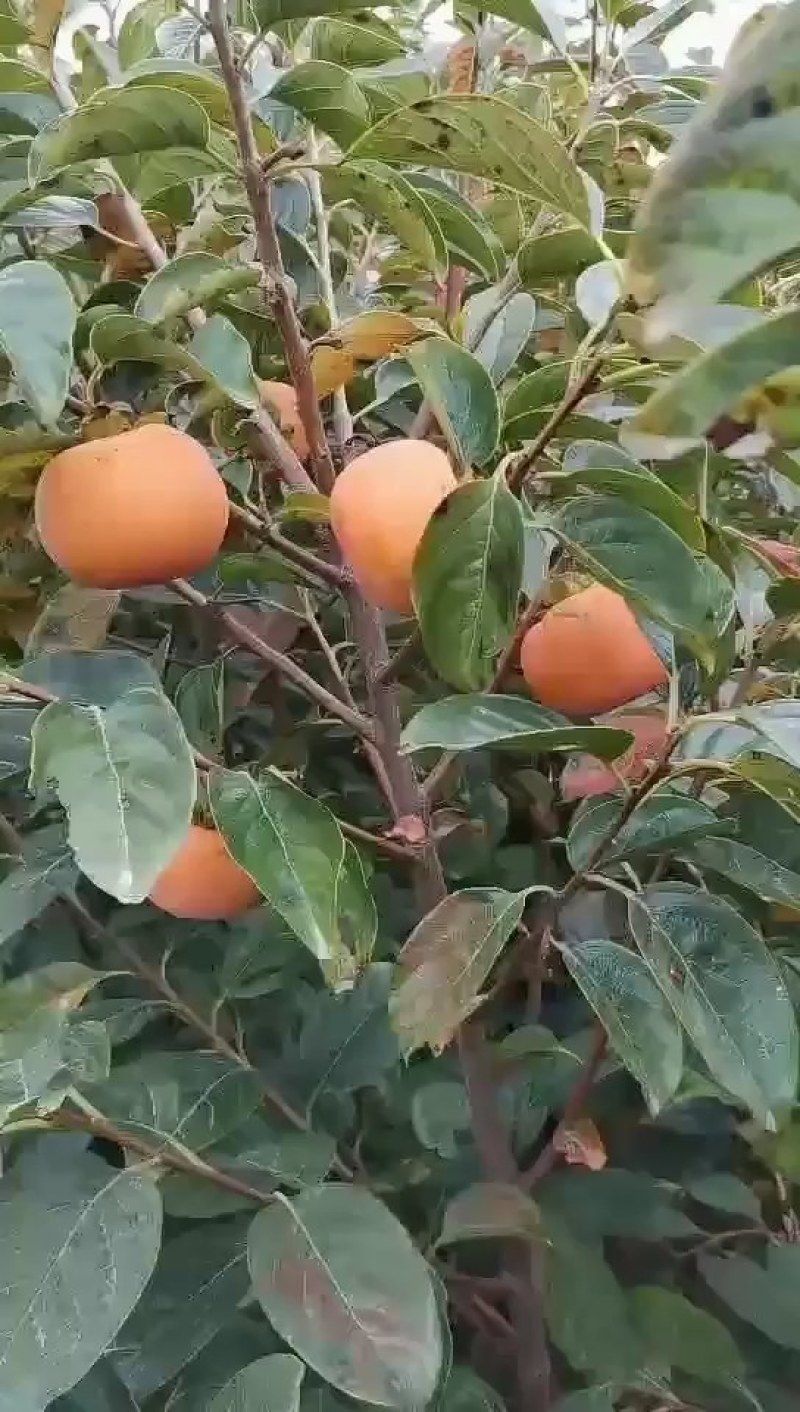 甜柿子苗，迎风甜柿子苗，规格品种齐全现挖现发