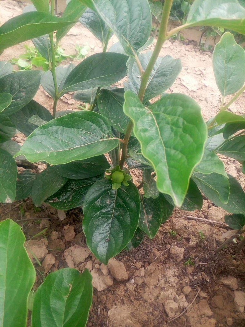 甜柿子苗，迎风甜柿子苗，规格品种齐全现挖现发