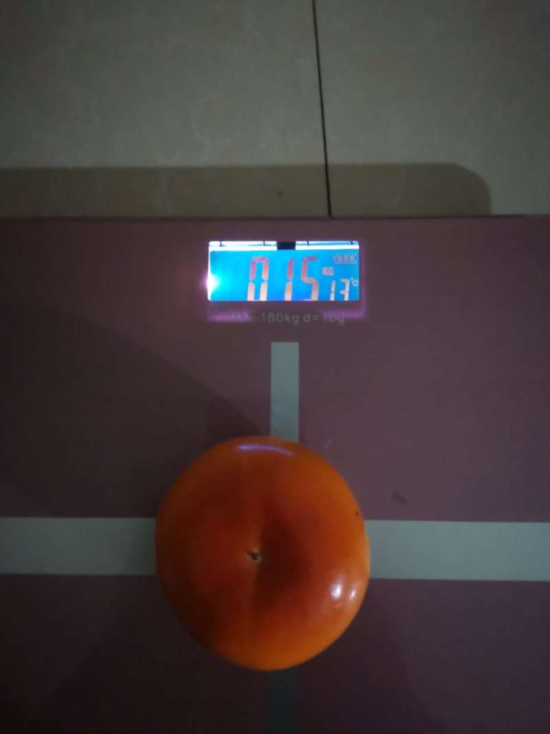 甜柿子苗，迎风甜柿子苗，规格品种齐全现挖现发