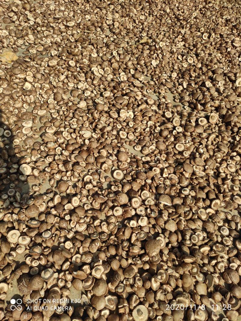 干香菇基地直销保质保量