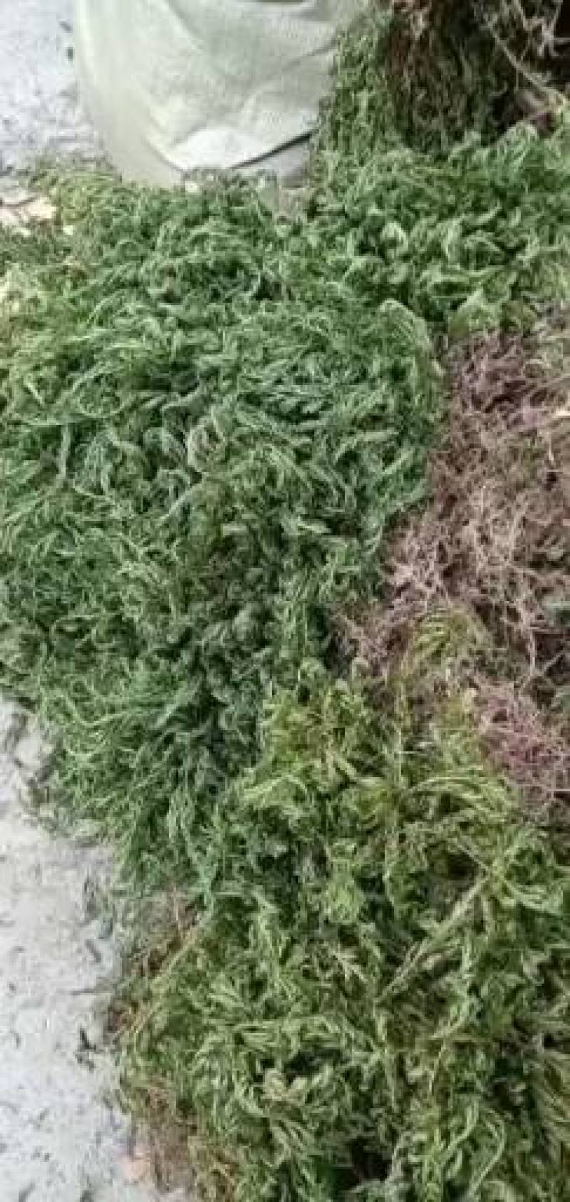 贵州产野生红脚石上柏
