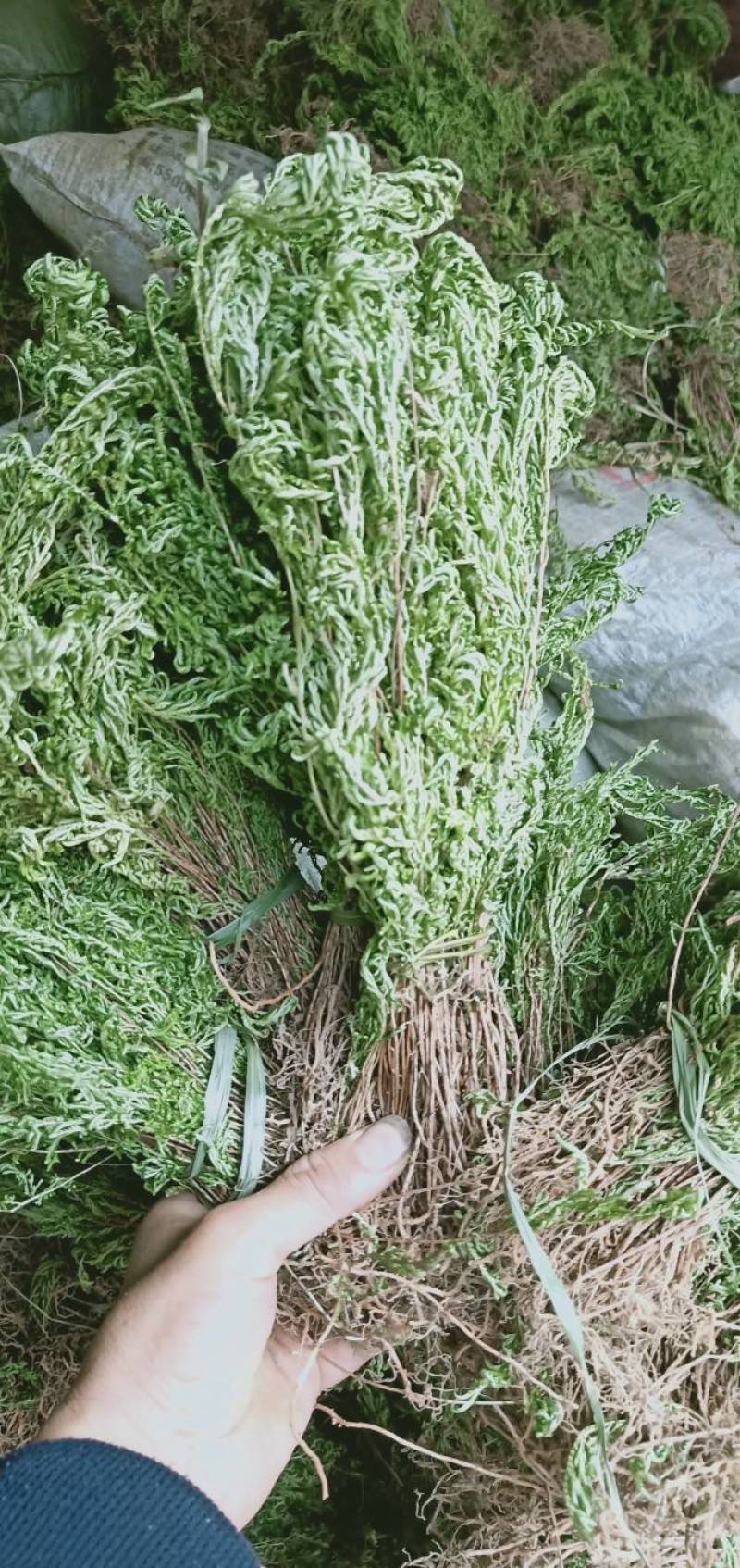 贵州产野生红脚石上柏