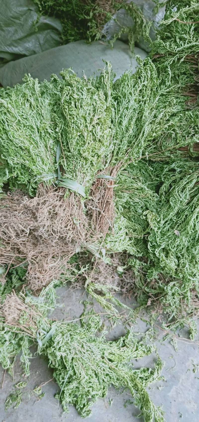 贵州产野生红脚石上柏