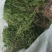 贵州产野生红脚石上柏