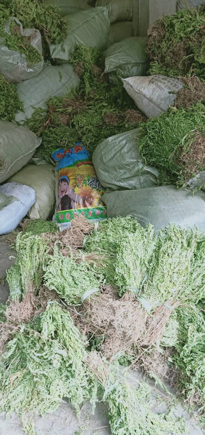 贵州产野生红脚石上柏