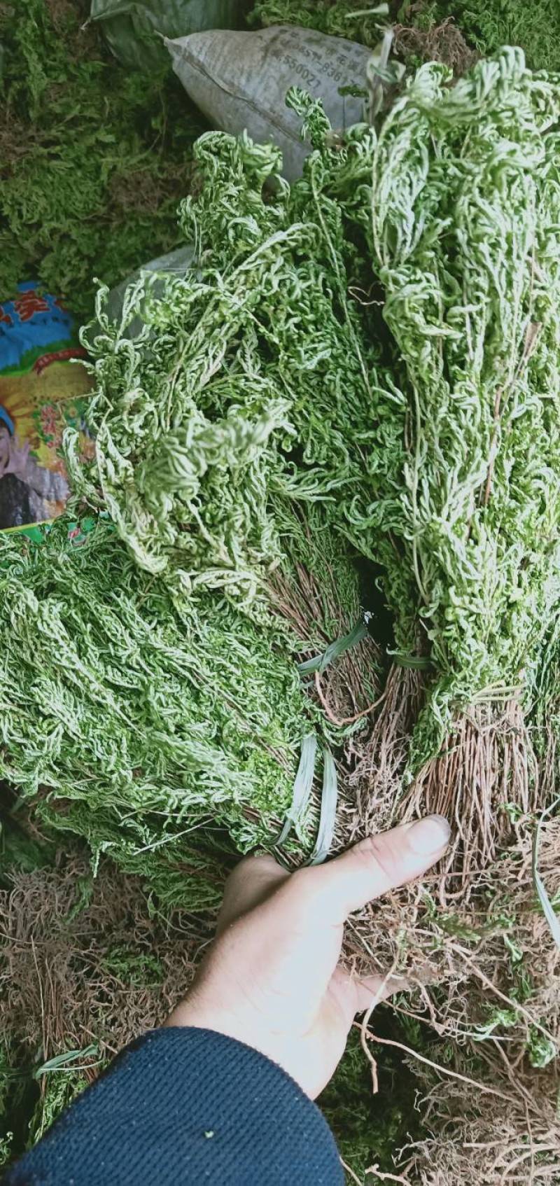 贵州产野生红脚石上柏