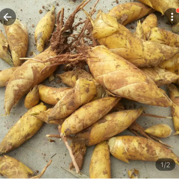 冬笋三两以上发货现挖现发，