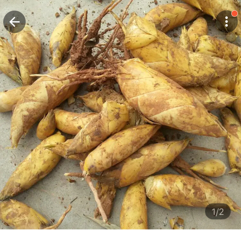 冬笋三两以上发货现挖现发，