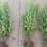 卫矛球，40到1.5米冠幅，量大从优，欢迎新老客户咨询订