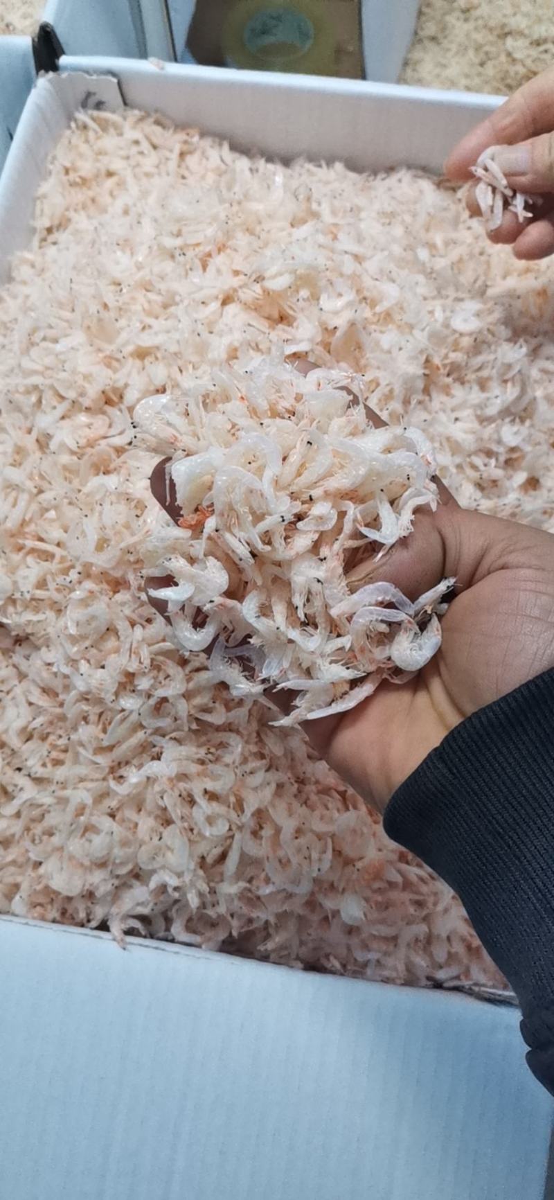 精品淡干无盐虾皮，毛虾，一手货源诚信经营，批发为主！