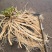 东北药都白鲜皮一年二年苗干品